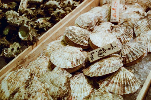 Pile of Shells