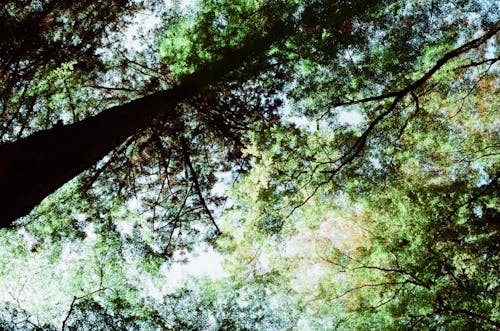 Foto stok gratis bidikan sudut sempit, hutan, pohon