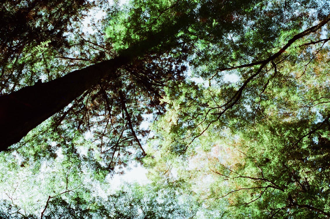 Foto stok gratis bidikan sudut sempit, hutan, indah