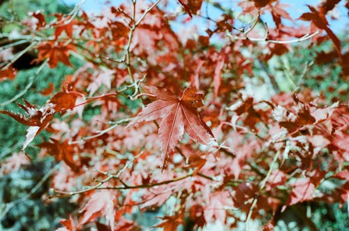 Close-up of Brown Leaves