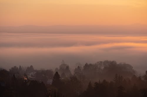 Coniferous Forest Covered with Fog 