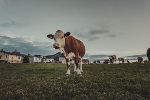 Základová fotografie zdarma na téma detail, farma, fotografie divoké přírody