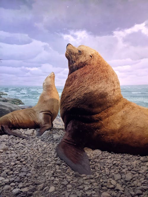 Ücretsiz 4k, chordata, Deniz aslanları içeren Ücretsiz stok fotoğraf Stok Fotoğraflar