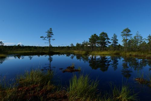 Free Captivating view of a tranquil bog with clear reflections of trees and the blue sky. Stock Photo