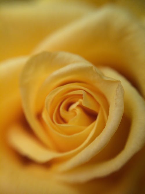 Close-Up Shot of a Yellow Rose 