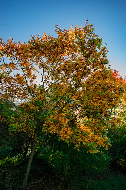 Colorful Tree in Autumn
