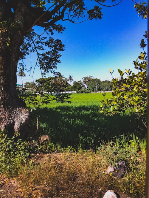 Free stock photo of green field, greenfield, nature