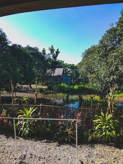 Free stock photo of garden, green, nature