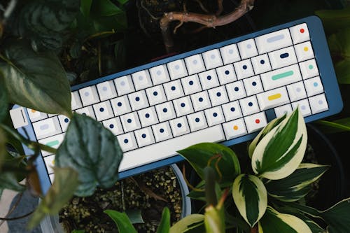 Computer Keyboard between Houseplants 