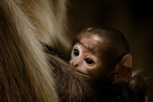 Fotos de stock gratuitas de animal, bebé mono, de cerca