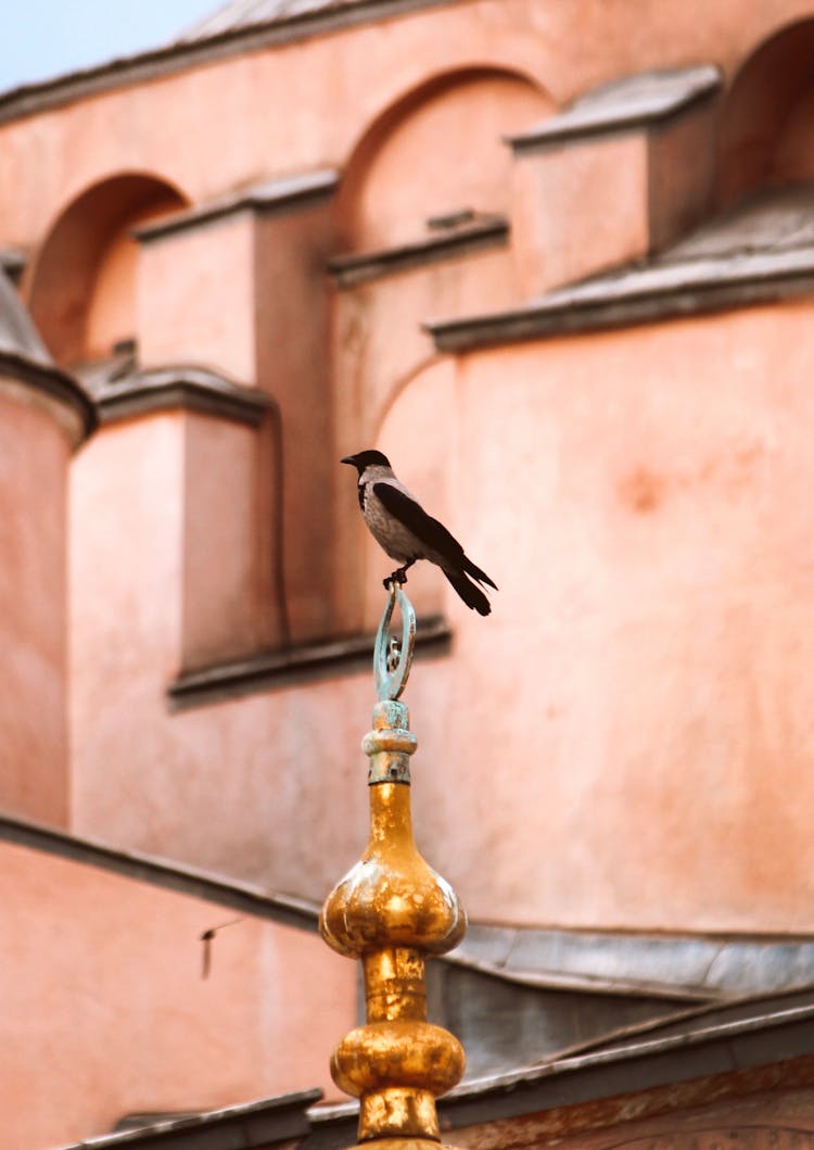 Black Bird On Metal Pole