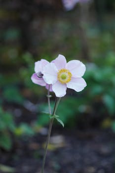 Close-up of a blooming Japanese Anemone flower in a garden.
