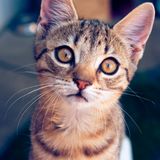 Tabby kitten, photo by Nikolett Emmert on Pexels
