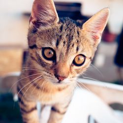 Young tabby kitten by Nikolett Emmert on Pexels