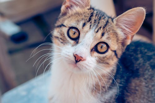 Close-Up Shot of a Cat