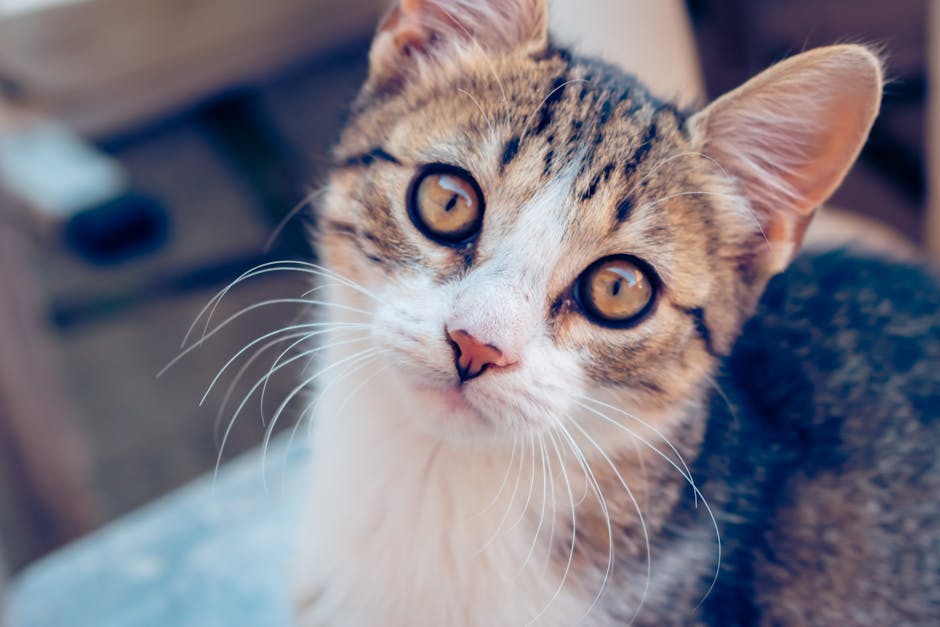 how often should you feed a cat