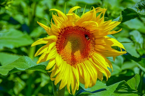Bee Perched on Yellow Sunflower 