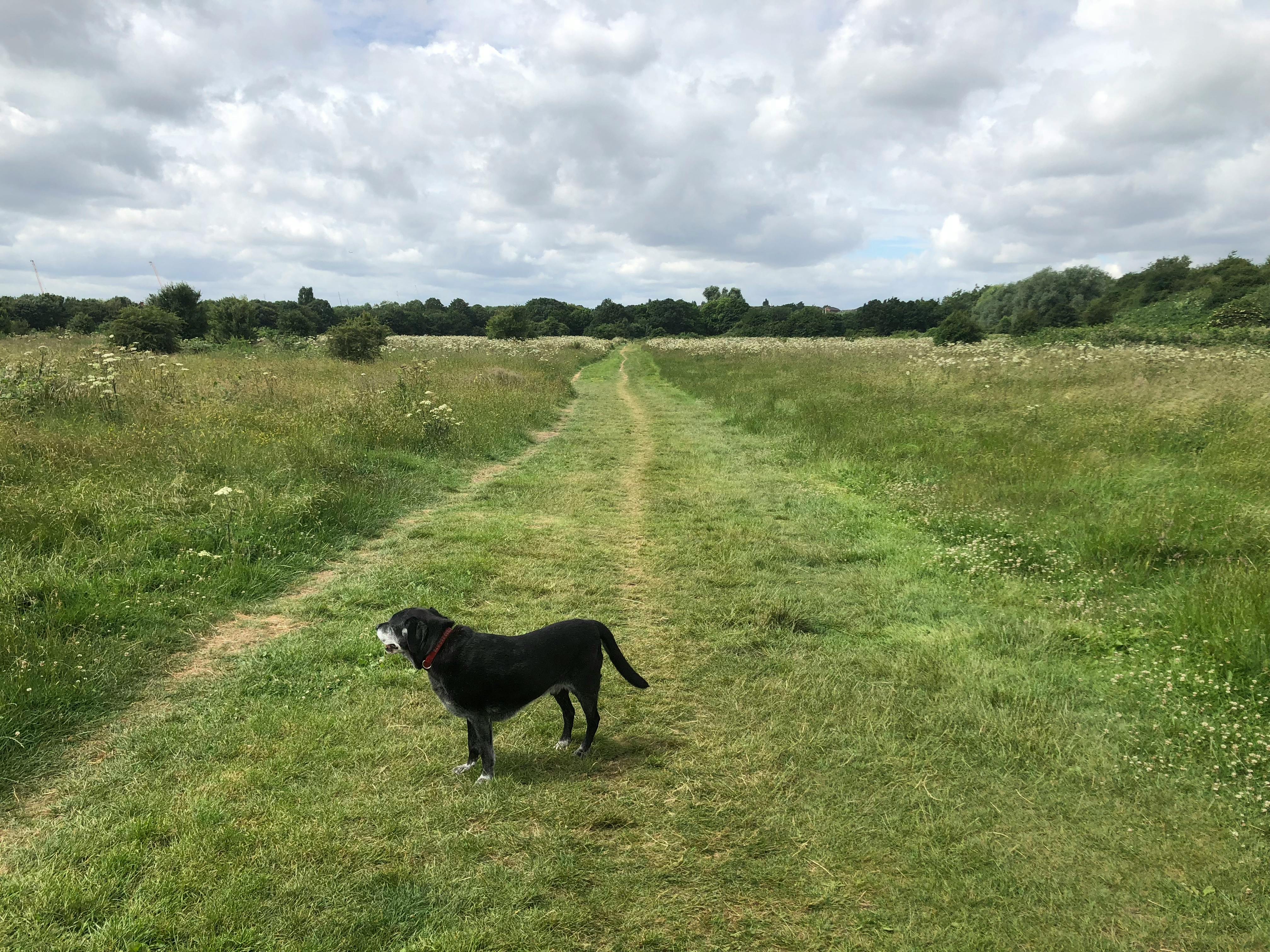 Free stock photo of Black labrador, dog, wormwood scrubs