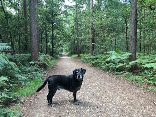 Foto d'estoc gratuïta de bosc, gos, labrador negre