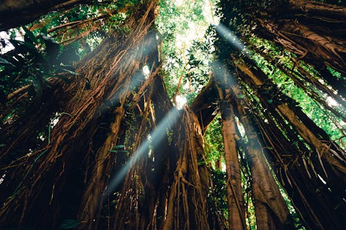 คลังภาพถ่ายฟรี ของ ดวงอาทิตย์รังสี, ต้นไม้, ป่า