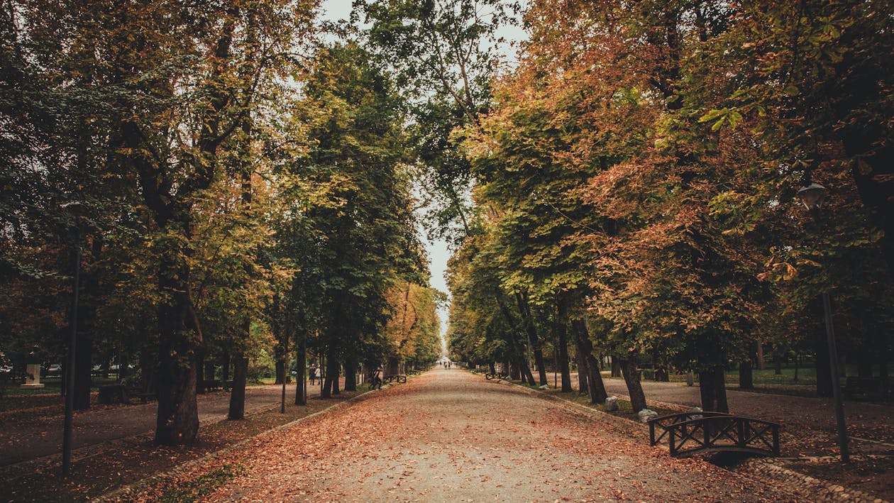 Ilmainen kuvapankkikuva tunnisteilla lehdet, luonto, maisema