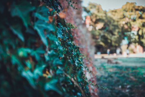 Free A detailed close-up of green ivy leaves on a red brick wall in a sunny outdoor setting. Stock Photo