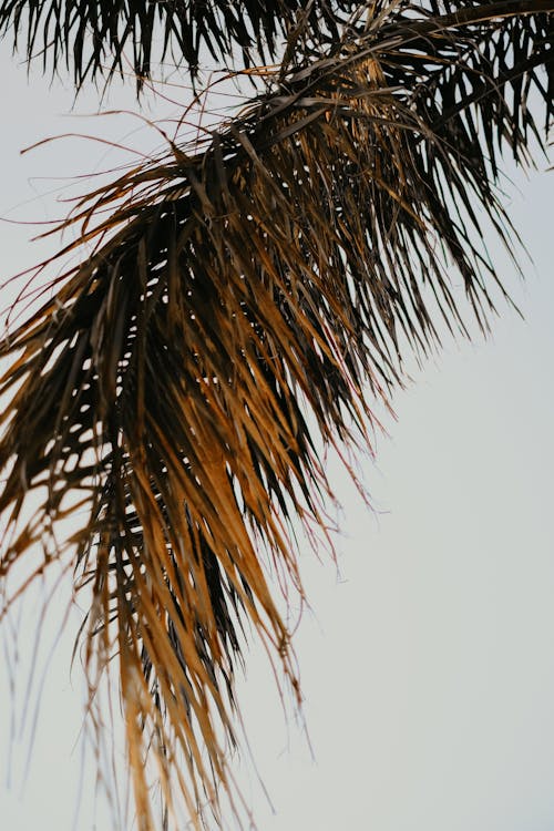 Palm Tree Leaves Under White Sky