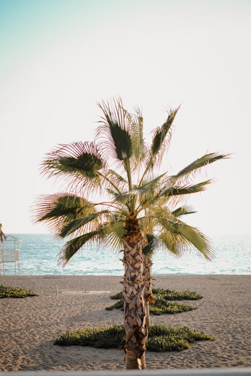 Free A Palm Tree at a Beach Stock Photo