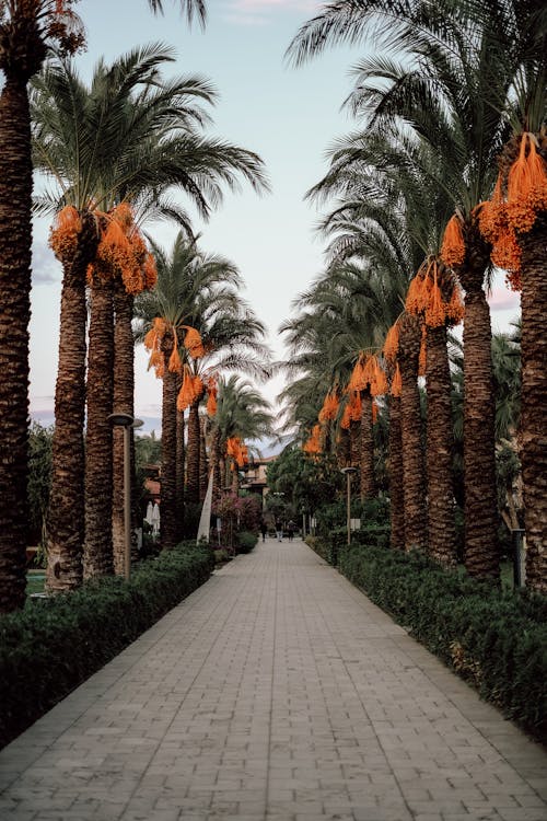 Free A Pathway Lined with Date Palm Trees Stock Photo