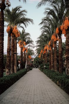 A picturesque pathway adorned with lush date palms and hanging fruit, captured in a serene outdoor setting.