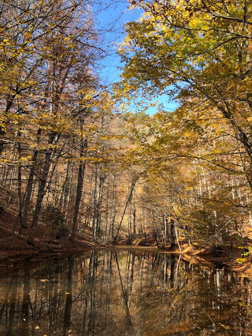 Free A Scenic Shot of the Wilderness Stock Photo