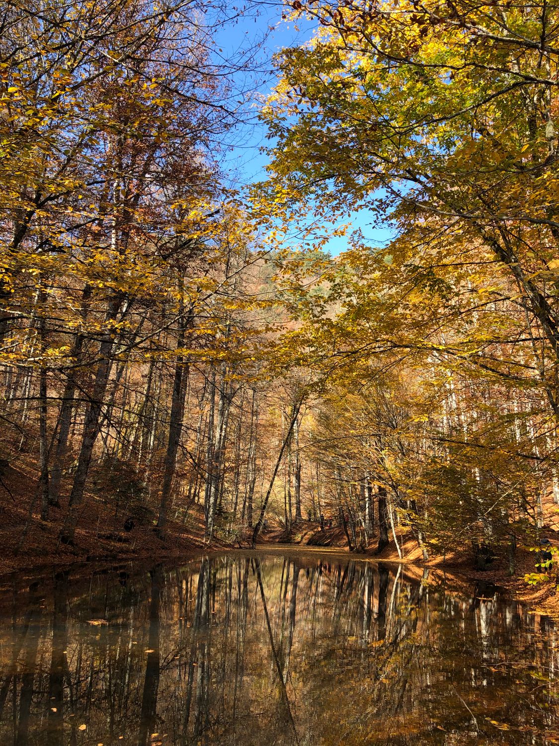 A Scenic Shot of the Wilderness · Free Stock Photo