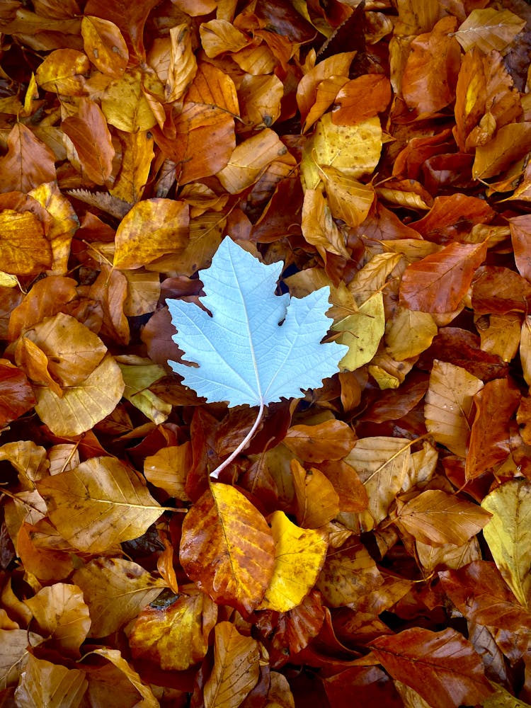 A White Maple Leaf On Dried Leaves