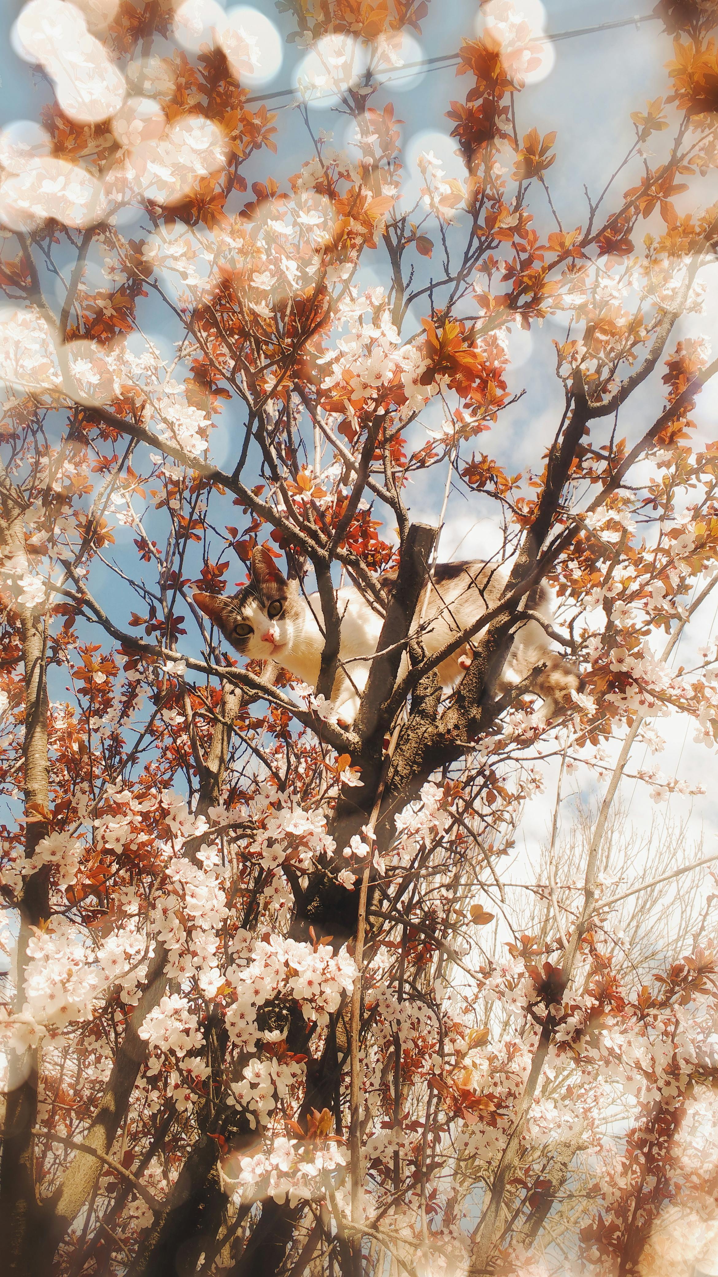 Free stock photo of blooming tree, cat, tumblr wallpaper