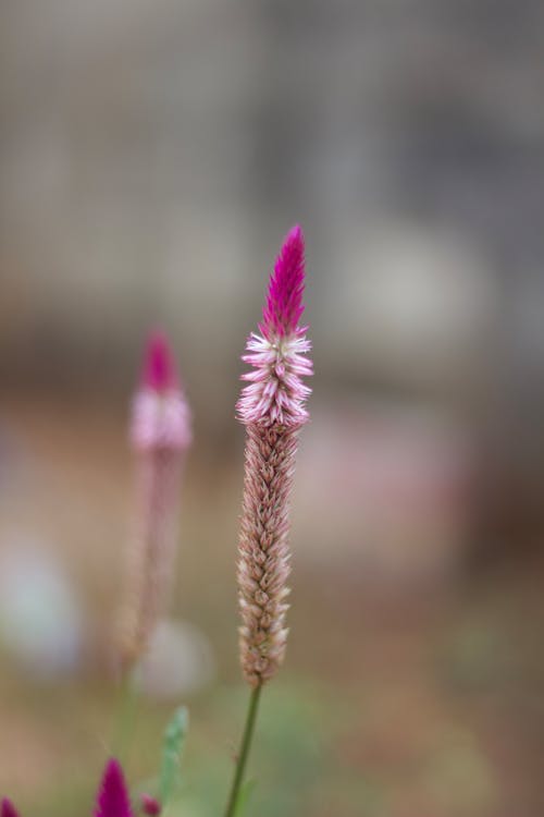 A Celosia Flower