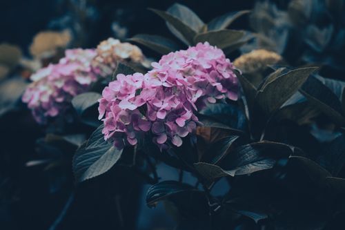 Free A detailed close-up of pink hydrangea flowers amidst dark green leaves, showcasing natural beauty. Stock Photo