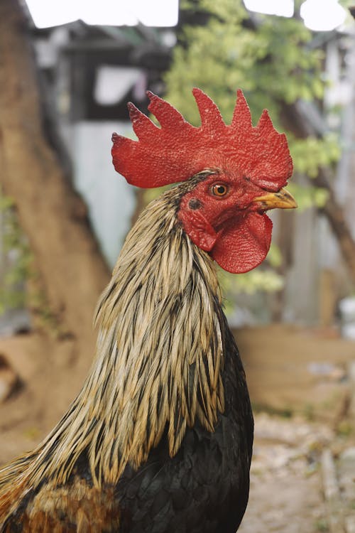 Brown and Black Rooster in Close Up Photography