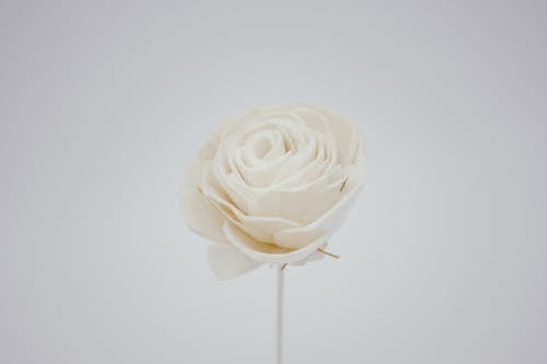 Close-Up Shot of a Blooming White Rose Flower on White Background
