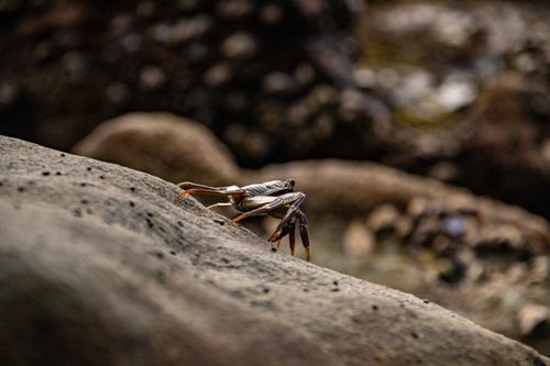 Free Detailed close-up of a crab on a rock, showcasing natural wildlife in Durban, South Africa. Stock Photo