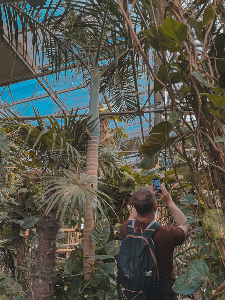 Man Photographing Tropical Plants In A Greenhouse 