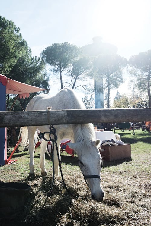 Gratis arkivbilde med hest, historisk, hvit hest