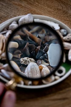 Close-up view of seashells and rocks with a magnifying glass, highlighting textures.
