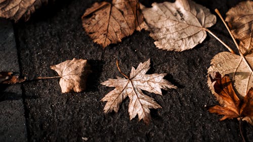 A Set of Brown Dried Leaves on Black Ground