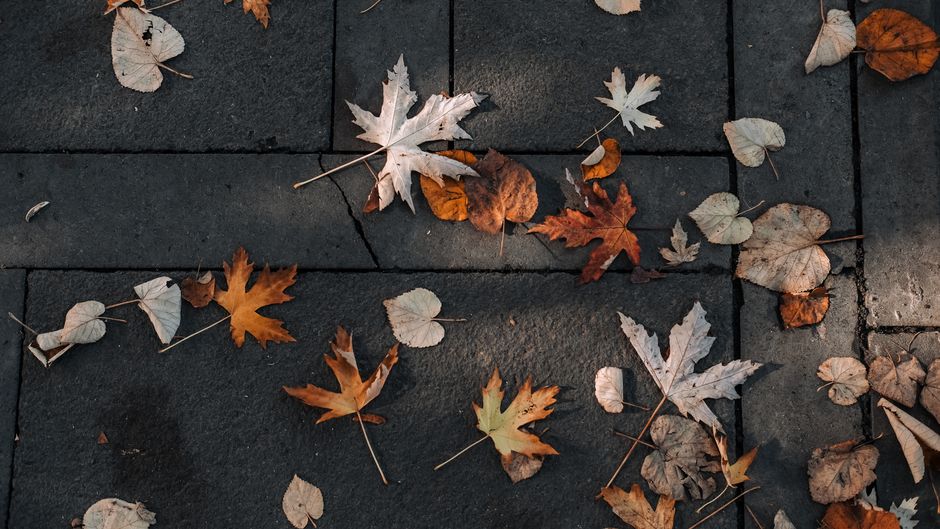 Colorful autumn leaves scattered on a stone pavement in soft natural light.