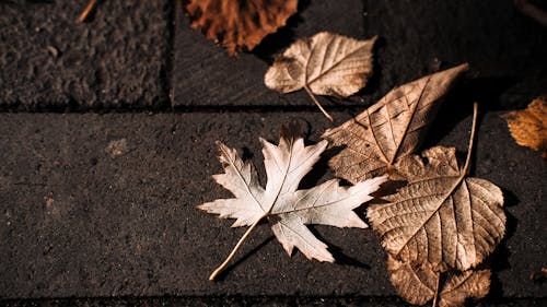 コンクリート, シーズン, 乾いた葉の無料の写真素材
