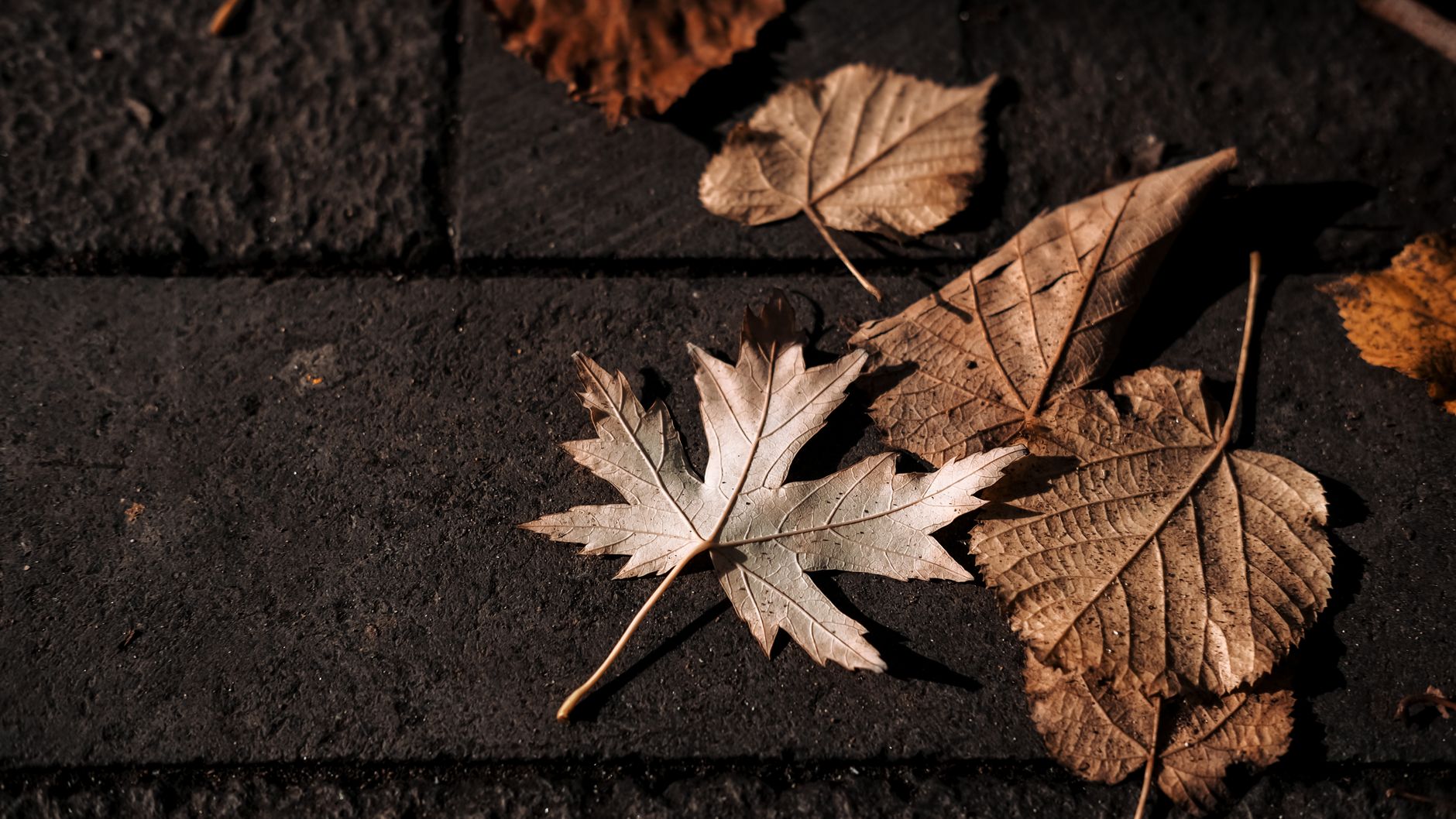 Detailed view of dry autumn leaves scattered on dark pavement.. detailed, view, autumn