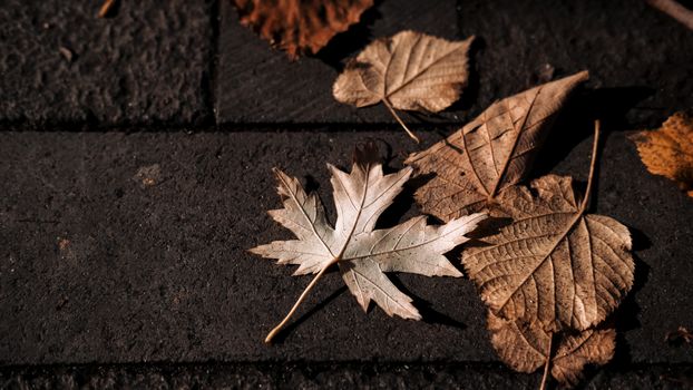 Detailed view of dry autumn leaves scattered on dark pavement.. detailed, view, autumn