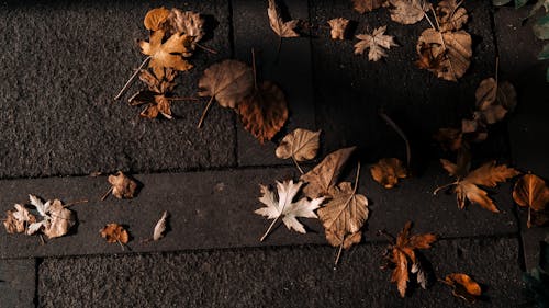 Dry Leaves on a Pavement 