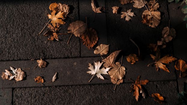 Scattered autumn leaves on a dark sidewalk in soft lighting, creating a moody atmosphere.