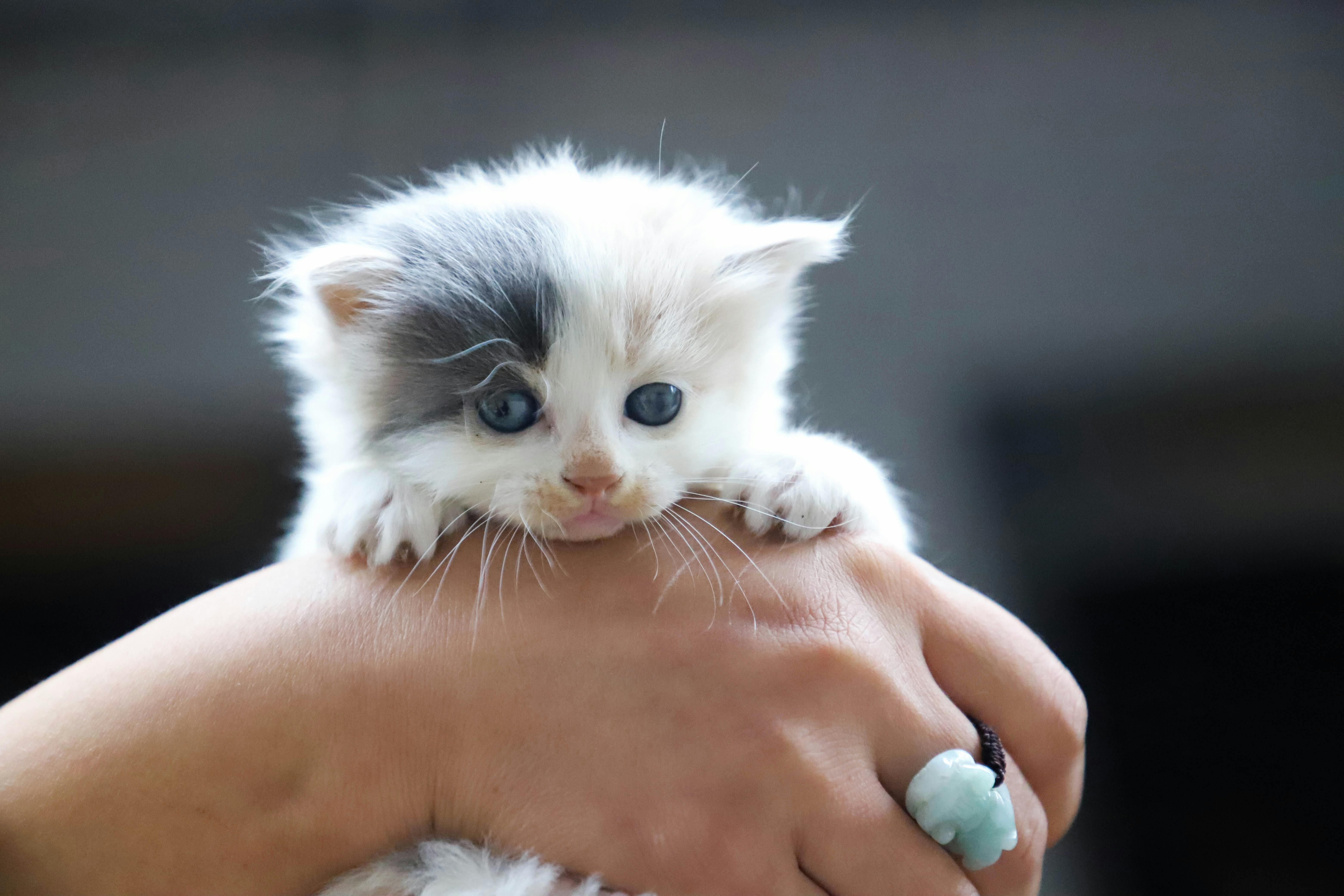 White kittens for store free